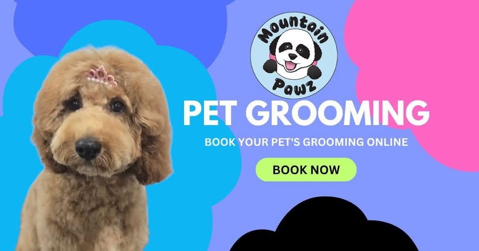 A freshly groomed dog at Mountain Pawz